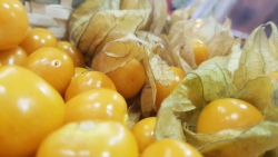 El Goldenberries de Ecuador: la superfruta que conquista Europa